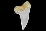 Mako Shark Tooth Fossil - Sharktooth Hill, CA #94659-1